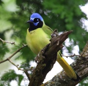 6S3A7438Green_Jay