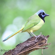 6S3A7455Green_Jay