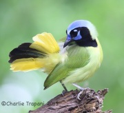 6S3A7469Green_Jay