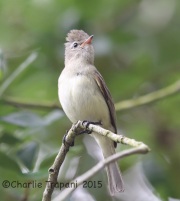 6S3A7503Northern_Beardless-Tyrannulet