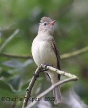 6S3A7506Northern_Beardless-Tyrannulet