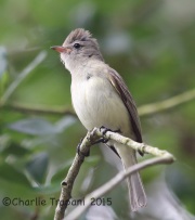 6S3A7511Northern_Beardless-Tyrannulet