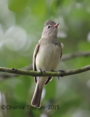 6S3A7516Northern_Beardless-Tyrannulet