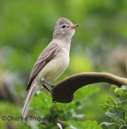 6S3A7524Northern_Beardless-Tyrannulet