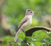 6S3A7529Northern_Beardless-Tyrannulet