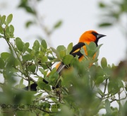 6S3A7532Altamira_Oriole