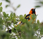 6S3A7533Altamira_Oriole