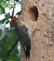 6S3A7545Golden-Fronted_Woodpecker
