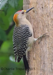 6S3A7547Golden-Fronted_Woodpecker