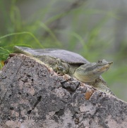 6S3A7556Softshell_Turtle