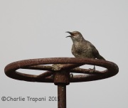 6S3A7595Curved-Billed_Thrasher_Texas