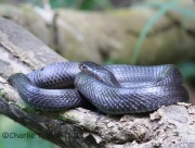 6S3A7608Eastern_indigo_Snake