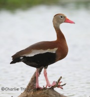 6S3A7614Black-Bellied_Whistling_Duck