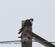 6S3A7723Aplomado_Falcon