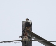 6S3A7761Aplomado_Falcon