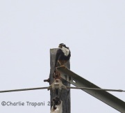 6S3A7772Aplomado_Falcon