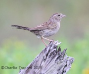 6S3A7808Cassin's_Sparrow