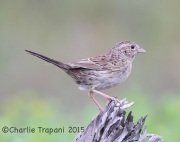 6S3A7812Cassin's_Sparrow