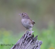 6S3A7828Cassin's_Sparrow
