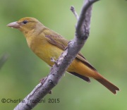 6S3A7866Summer_Tanager