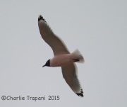 6S3A7882Franklin's_Gull