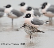 6S3A7892Black-Bellied_Plover