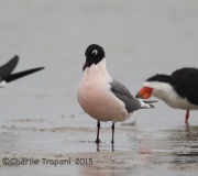 6S3A7903Franklin's_Gull