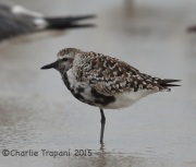 6S3A7905Black-Bellied_Plover