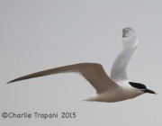 6S3A7925Sandwich_Tern