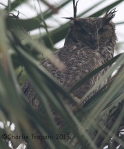 6S3A7964Great_Horned_Owl