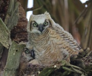 6S3A7980Great_Horned_Owlets