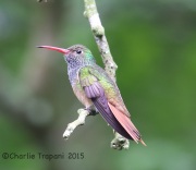 6S3A7990Buff-Bellied_Hummingbird
