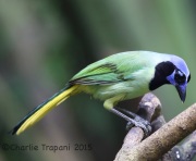 6S3A8003Green_Jay