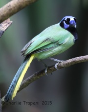 6S3A8010Green_Jay