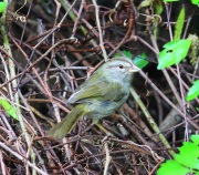 6S3A8030Olive_Sparrow