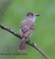 6S3A8036Brown-Crested_Flycatcher