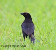 6S3A8080Bronzed_Cowbird