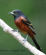 6S3A8115Orchard_Oriole