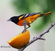 6S3A8124Baltimore_Oriole