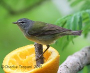 6S3A8130Tennessee_Warbler