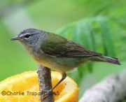 6S3A8143Tennessee_Warbler