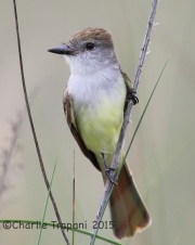6S3A8160Brown-Crested_Flycatcher