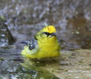 6S3A8219Blue-Winged_Warbler