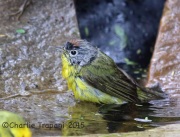 6S3A8227Nashville_Warbler