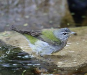 6S3A8241Tennessee_Warbler