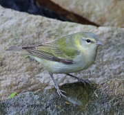 6S3A8249Female_Tennessee_Warbler