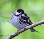 6S3A8265Blackpoll_Warbler