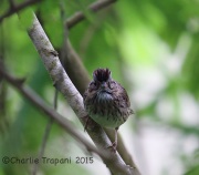 6S3A8282Lincoln_Sparrow