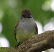 6S3A8286Brown-Crested_Flycatcher