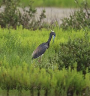 6S3A8299Tricolored_Heron